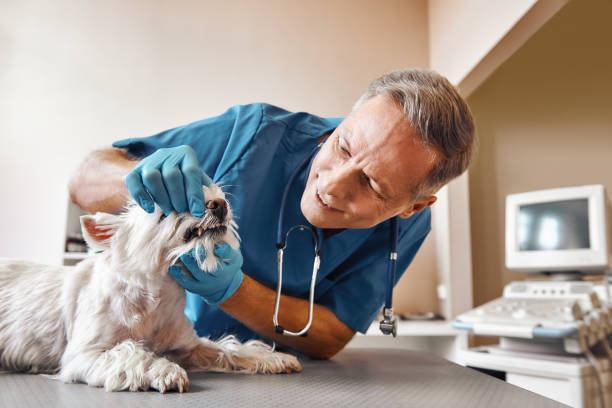 Best 24-Hour Emergency Dentist in Guerneville, CA